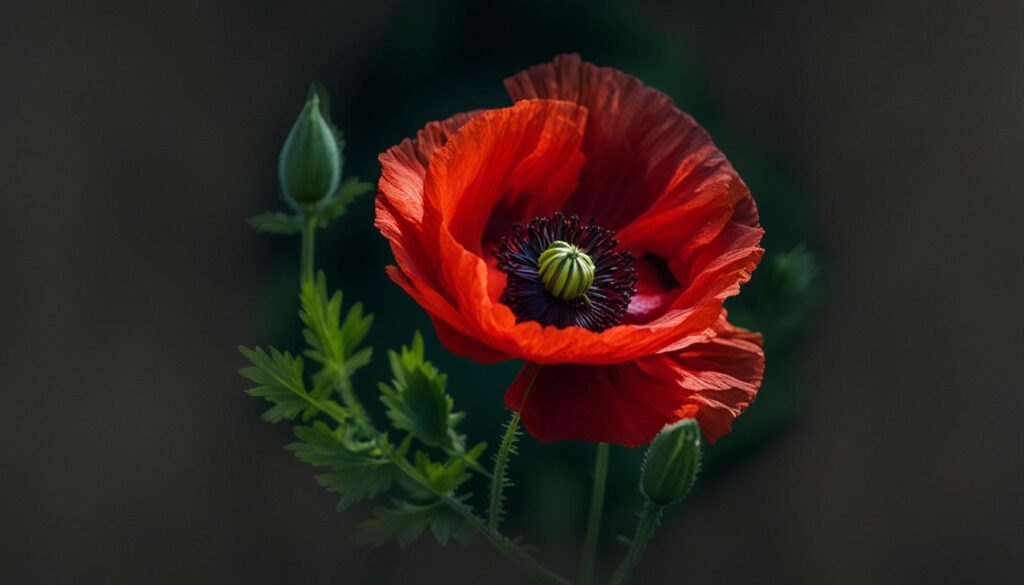 Mohnblume in der Kunst und Literatur Mohnblume in der Kunst und Literatur